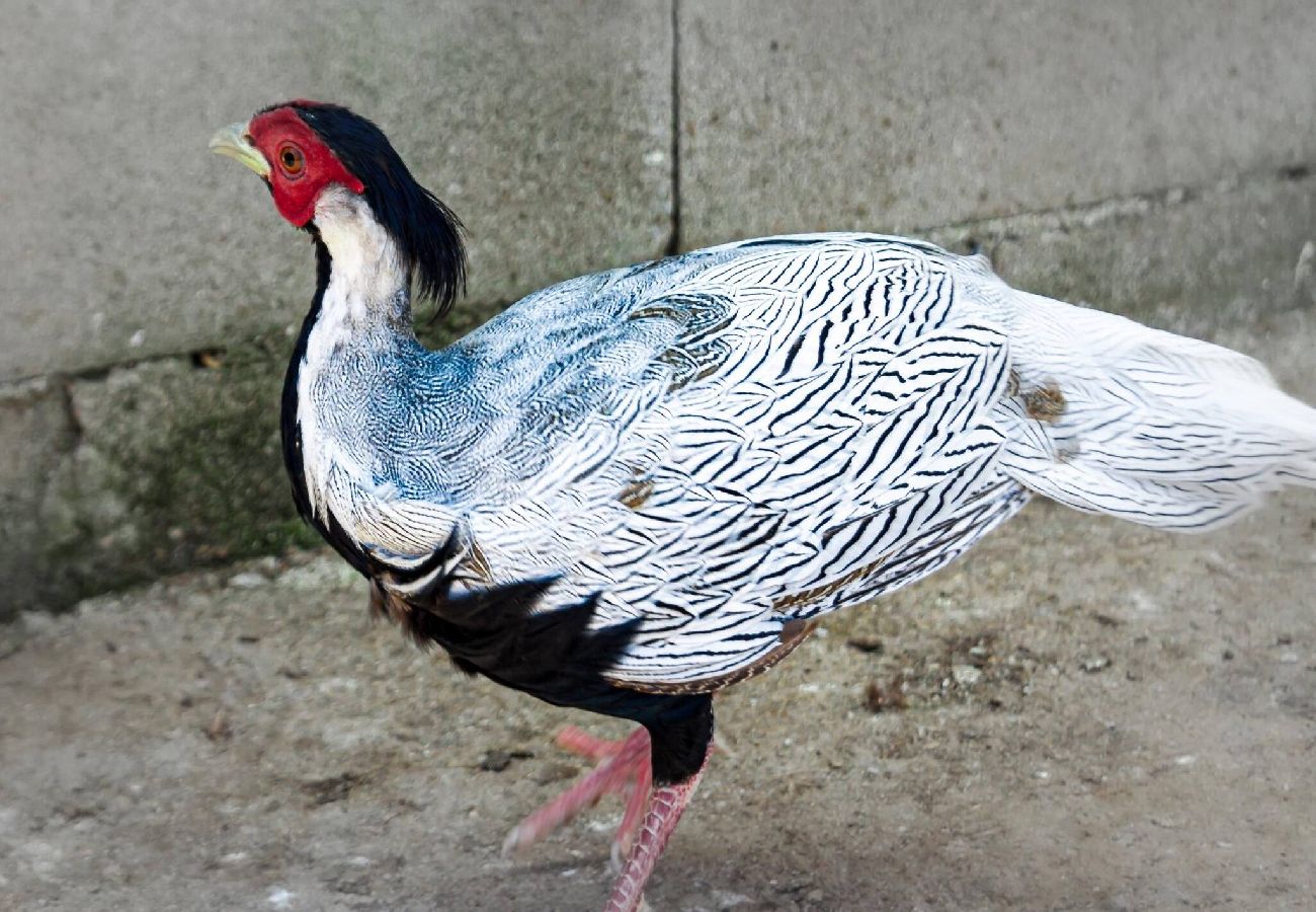 Casa en Miengo - Villa Rubén